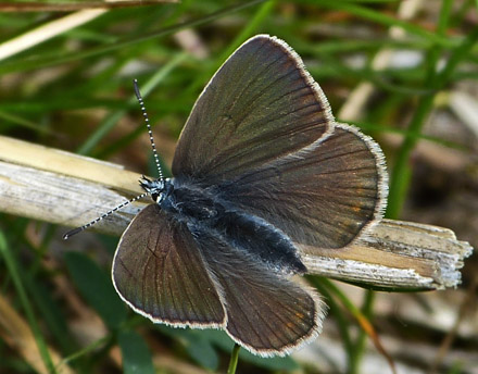 Isblfugl, Polyommatus amandus hun.  Dragstrup Vig, Mors d. 20 juni 2015. Fotograf;  Karenmarie Simonsen