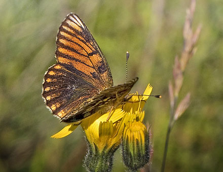 Brunlig Perlemorsommerfugl, Boloria selene, Blids, Jylland, Danmark d. 1 juli 2015. Fotograf: Jrn Skeldahl