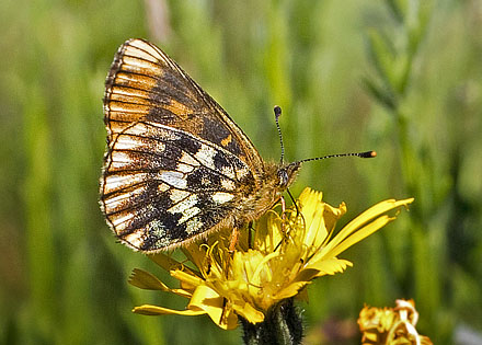 Brunlig Perlemorsommerfugl, Boloria selene, Blids, Jylland, Danmark d. 1 juli 2015. Fotograf: Jrn Skeldahl