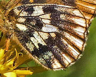 Brunlig Perlemorsommerfugl, Boloria selene, Blids, Jylland, Danmark d. 1 juli 2015. Fotograf: Jrn Skeldahl