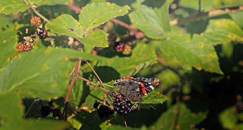 Auderd Skov, Nordsjlland d. 7 september 2015. Fotograf; Lars Andersen