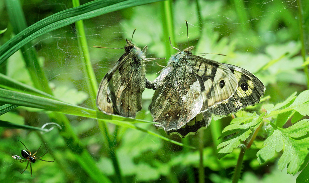 Favrsted Skov d. 20 maj 2015. Fotograf; Regitze Enoksen