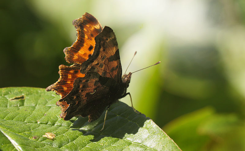 Det hvide C, Polygonia c-album. Kongelunden. d. 30 September 2015. Fotograf: Lars Andersen