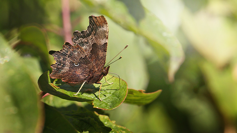 Det hvide C, Polygonia c-album. Kongelunden. d. 30 September 2015. Fotograf: Lars Andersen