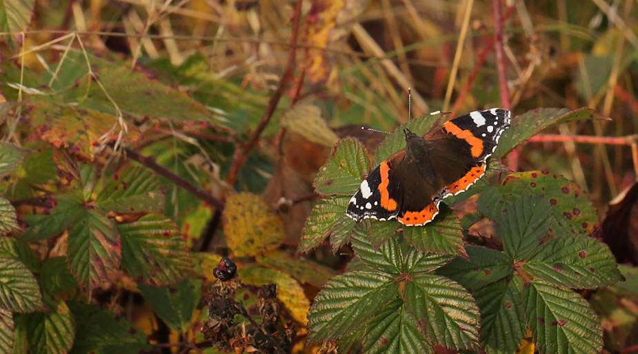 Admiral, Vanessa atalanta. Lyns Camping, Hundested d. 31 oktober 2015. Fotograf; Lars Andersen