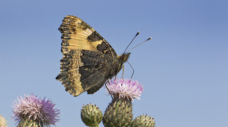 Nldens Takvinge, Aglais urticae. Tiss, Vestsjlland d. 4 juli 2015. Fotograf; Knud Ellegaard