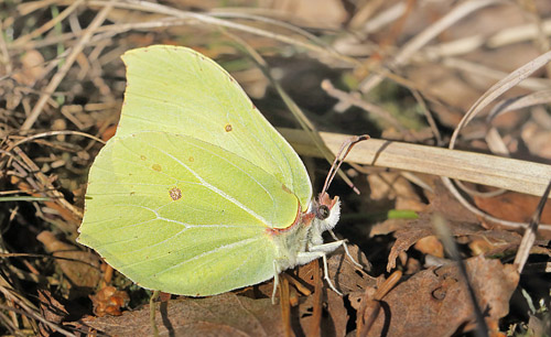 Citronsommerfugl, Gonepteryx rhamni han. Blleljungen, Asserbo Plantage d. 11 marts 2015. Fotograf: Lars Andersen