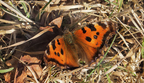 Østlig Takvinge, Nymphalis xanthomelas. Nordsjælland d. 12 marts 2015. Fotograf; Lars Andersen