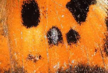 Østlig Takvinge, Nymphalis xanthomelas han. Strøgårdsvang, Gribskov, Nordsjælland d. 12 marts 2015. Fotograf: Lars Andersen