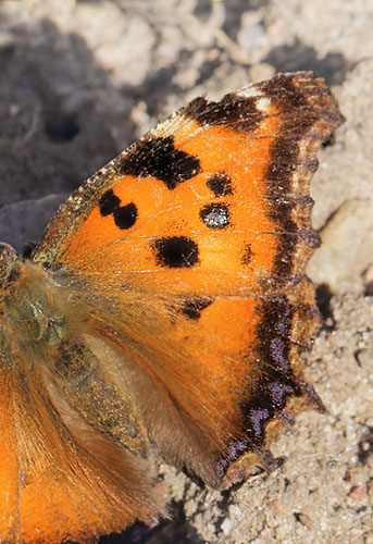 Østlig Takvinge, Nymphalis xanthomelas han. Strøgårdsvang, Gribskov, Nordsjælland d. 12 marts 2015. Fotograf: Lars Andersen
