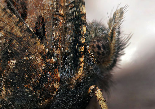 stlig Takvinge, Nymphalis xanthomelas han. Pinseskoven, Vestamager d. 4 april 2015. Fotograf:  Lars Andersen