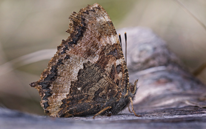 Østlig Takvinge, Nymphalis xanthomelas han. Pinseskoven, Vestamager d. 4 april 2015. Fotograf: Lars Andersen