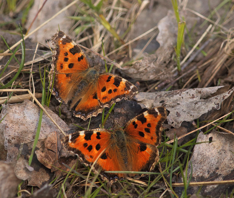 Østlig Takvinge, Nymphalis xanthomelas han. Pinseskoven, Vestamager d. 4 april 2015. Fotograf: Lars Andersen