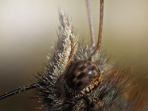 stlig Takvinge, Nymphalis xanthomelas han. Pinseskoven, Vestamager d. 4 april 2015. Fotograf:  Lars Andersen