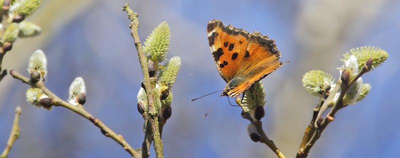 Østlig Takvinge, Nymphalis xanthomelas han. Pinseskoven, Vestamager d. 5 april 2015. Fotograf: Lars Andersen