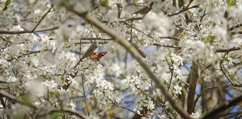 Dagpfugleje, Aglais io. Friesland, Amager d. 18 april 2015. Fotograf; Regitze Enoksen