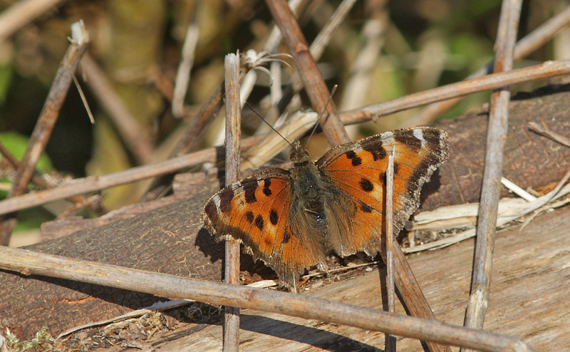 stlig Takvinge, Nymphalis xanthomelas han. Amager Flled, Vestamager d. 20 april 2015. Fotograf; Lars Andersen