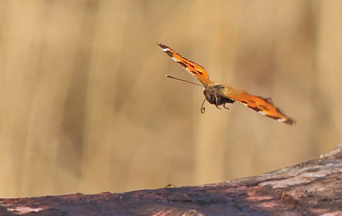 Østlig Takvinge, Nymphalis xanthomelas han. Pinseskoven, Vestamager d. 6 april 2015. Fotograf: Lars Andersen