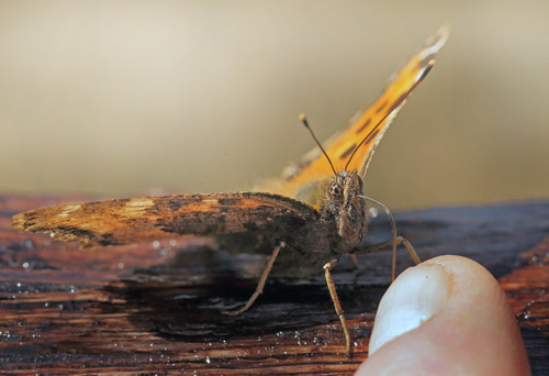 Østlig Takvinge, Nymphalis xanthomelas han. Pinseskoven, Vestamager d. 6 april 2015. Fotograf: Lars Andersen