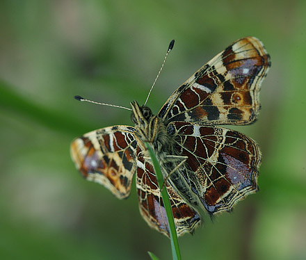 Favrsted Skov, Lolland d. 15 maj 2015. Fotograf; Lars Andersen