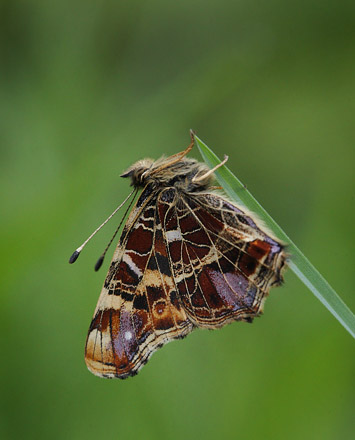 Favrsted Skov, Lolland d. 15 maj 2015. Fotograf; Lars Andersen