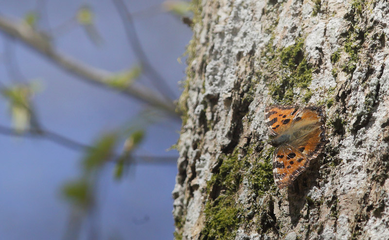 Kirsebrtakvinge, Nymphalis polychloros. Sjarp, Blekinge d. 22 april 2015. Fotograf; Lars Andersen