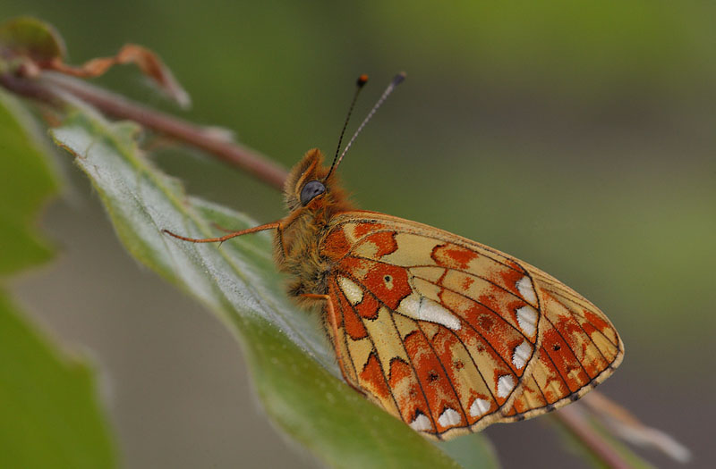 Rdlig Perlemorsommerfugl han. Hovedskov p Falster, Corselitze Skovdistrikt d. 15 Maj 2015. Fotograf; Lars Andersen