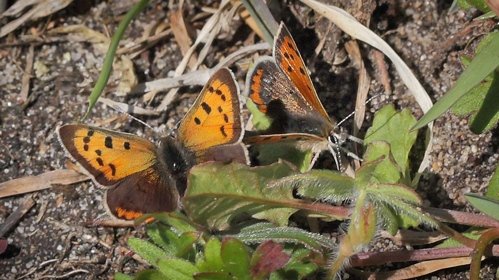 Lille Ildfugl, Lycaena plhaeas bleg hun & blplettet han.  Rsns d. 2 maj 2015. Fotograf; Lars Andersen