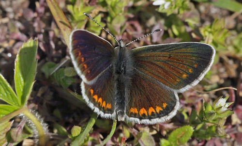 Rdplettet Blfugl, Aricia agestis han. Rsns d. 2 maj 2015. Fotograf; Lars Andersen