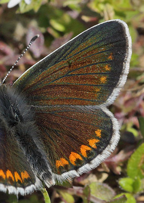 Rdplettet Blfugl, Aricia agestis han. Rsns d. 2 maj 2015. Fotograf; Lars Andersen
