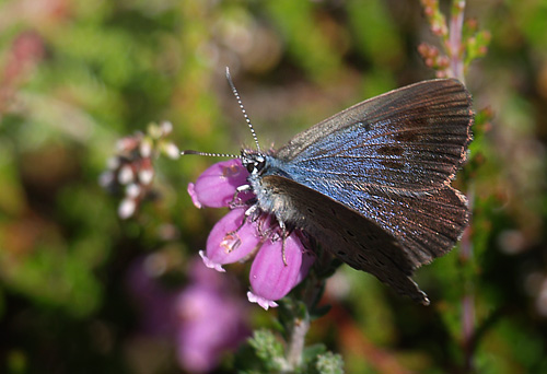 Ensianblfugl, Maculinea alcon hun. Gsehullerne, Fan, Snderjylland d. 21 juli 2015. Fotograf; Emil Bjerregrd