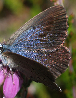 Ensianblfugl, Maculinea alcon hun. Gsehullerne, Fan, Snderjylland d. 21 juli 2015. Fotograf; Emil Bjerregrd