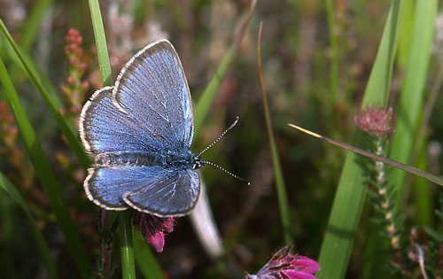 Ensianblfugl, Maculinea alcon han. Gsehullerne, Fan, Snderjylland d. 21 juli 2015. Fotograf; Emil Bjerregrd