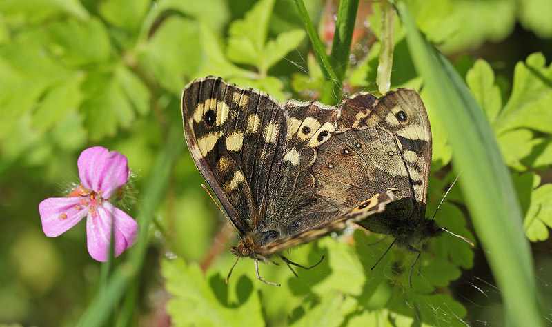 Favrsted Skov d. 20 maj 2015. Fotograf; Lars Andersen