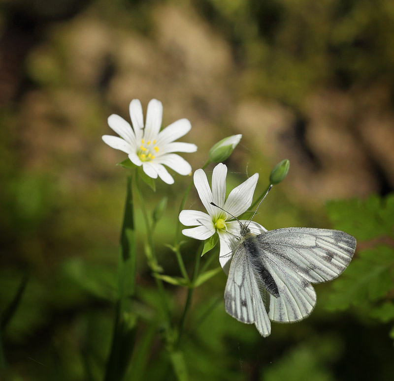 Storskov v. Sholt d. 20 maj 2015. Fotograf; Lars Andersen