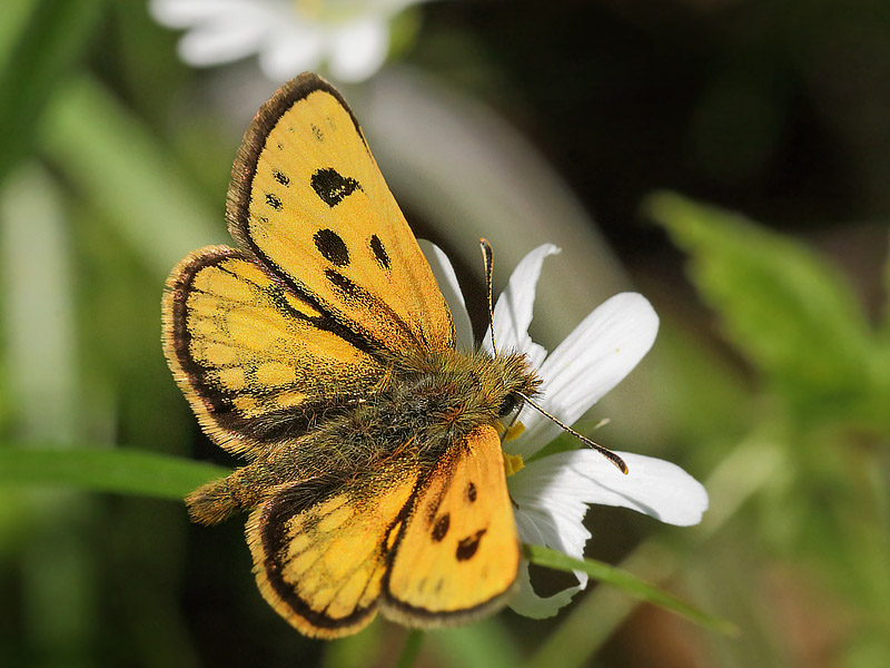 Sortplettet Bredpande. Storskov v. Sholt d. 20 maj 2015. Fotograf; Lars Andersen