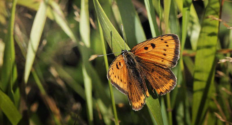 Stor Ildfugl, Lycaena dispar hun. Almindingen, Bornholm d. 3 august 2015. Fotograf: Michael  Andersen