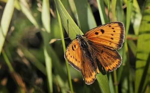 Stor Ildfugl, Lycaena dispar hun. Almindingen, Bornholm d. 3 august 2015. Fotograf: Michael  Andersen