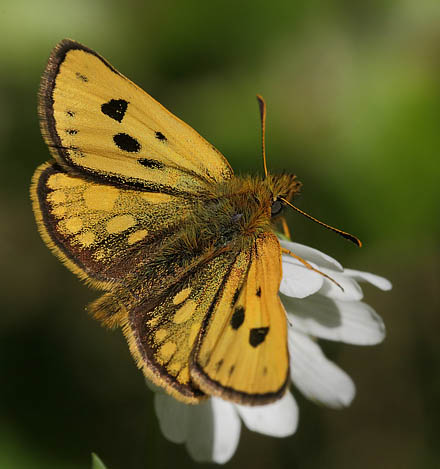 Sortplettet Bredpande. Storskov v. Sholt d. 23 maj 2015. Fotograf; Lars Andersen