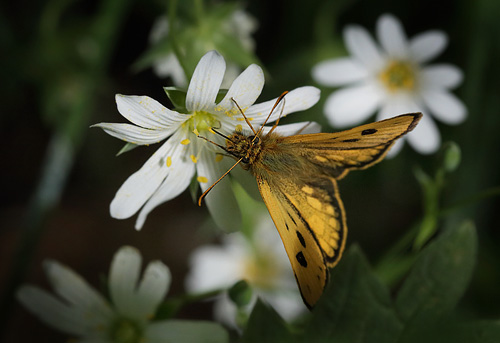 Sortplettet Bredpande. Storskov v. Sholt d. 23 maj 2015. Fotograf; Lars Andersen