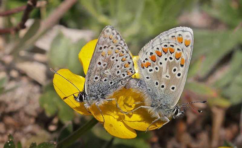 Rdplettet Blfugl, Aricia agestis parring. Rsns d. 24 maj 2015. Fotograf; Lars Andersen