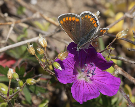 Rdplettet Blfugl, Aricia agestis hun. Rsns d. 24 maj 2015. Fotograf; Lars Andersen