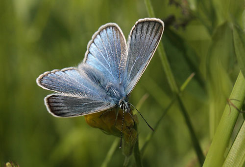 Isblåfugl, Polyommatus amandus han. Brandbjerg, Hornsherred d. 21 juni 2015. Fotograf; Regitze Enoksen