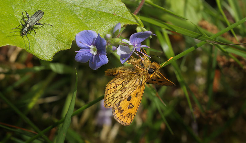 Sortplettet Bredpande han. Storskov v. Sholt d. 29 maj 2015. Fotograf; Lars Andersen