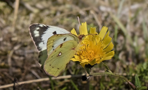 Gul Høsommerfugl, Colias hyale hun. Brunddragene, Lolland d. 13 august 2015. Fotograf: Knud Ellegaard
