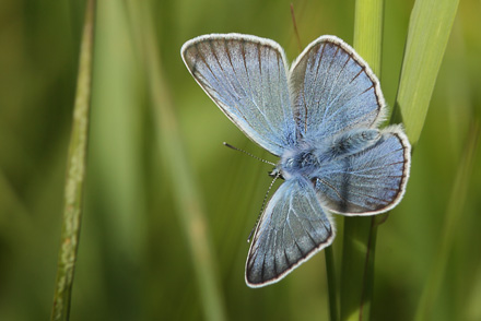 Isblfugl, Polyommatus amandus han. Brandbjerg, Hornsherred d. 21 juni 2015. Fotograf;  Lars Andersen