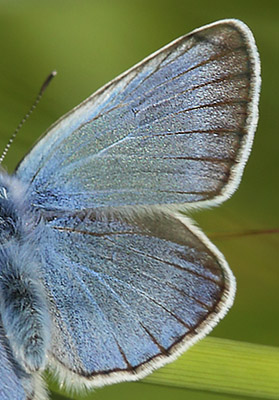 Isblåfugl, Polyommatus amandus han. Brandbjerg, Hornsherred d. 21 juni 2015. Fotograf; Lars Andersen