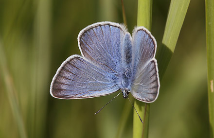 Isblfugl, Polyommatus amandus han. Brandbjerg, Hornsherred d. 21 juni 2015. Fotograf;  Lars Andersen