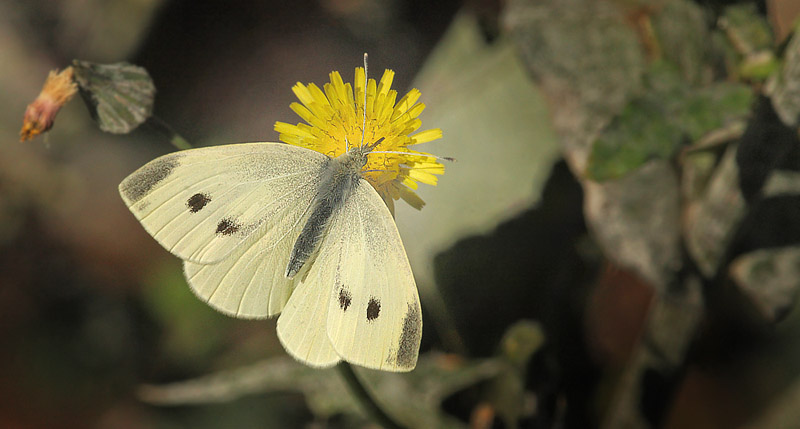 Lille Klsommerfugl hun p Tornet Salat, Lactuca serriola. Hjeruplund, Stevns. Sjlland d. 27 september 2015. Fotograf; Lars Andersen