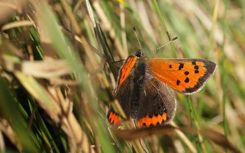 Lille Ildfugl, Lycaena phlaeas han. Jgerspris Skydeterrn st d. 8 November 2015. Fotograf; Lars Andersen